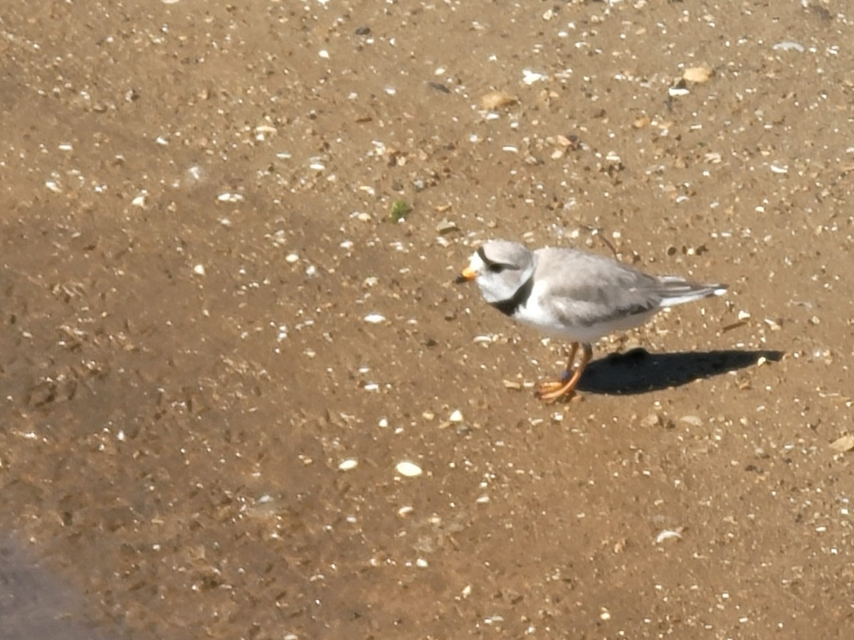 Piping Plover - Charlotte Farrell