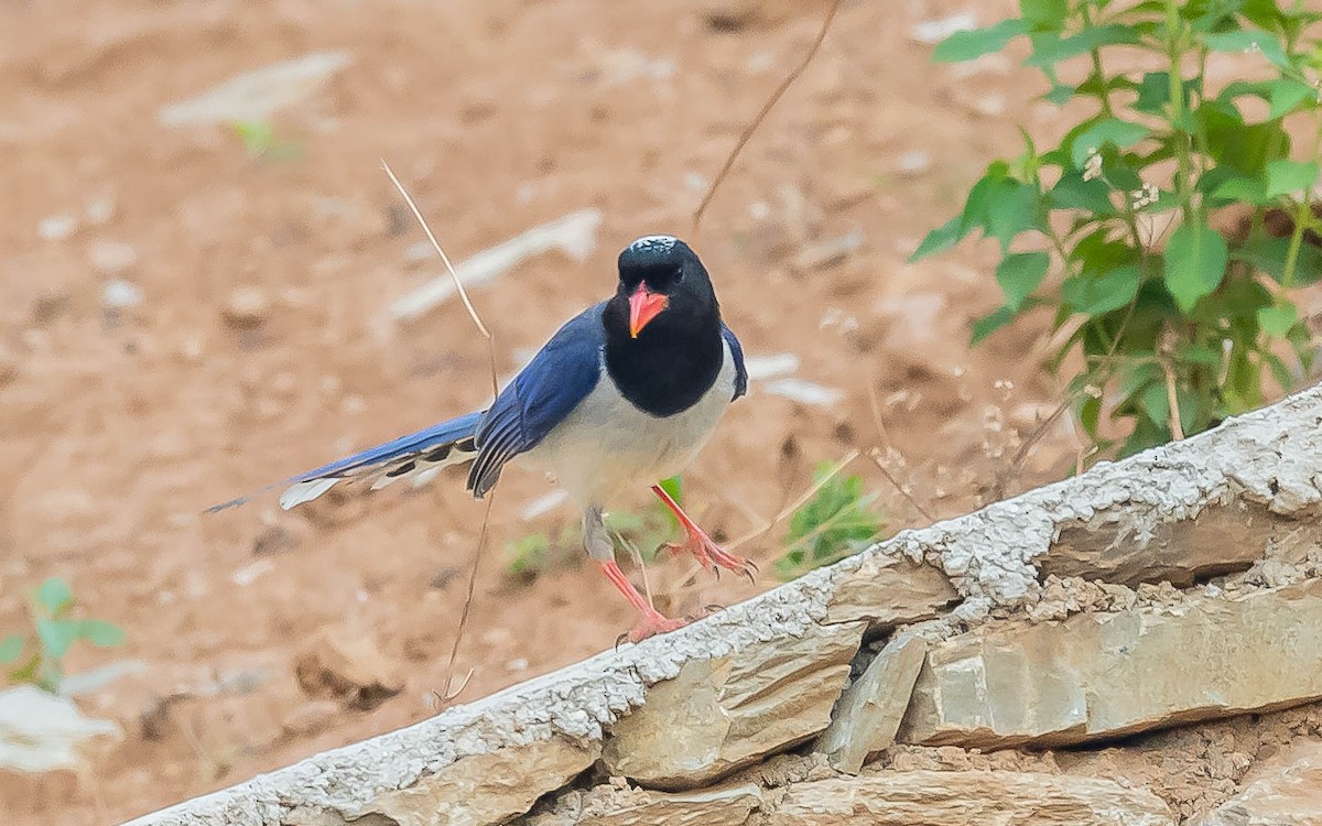 Red-billed Blue-Magpie - ML619491611