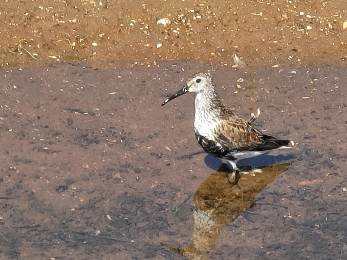 Dunlin - ML619491616