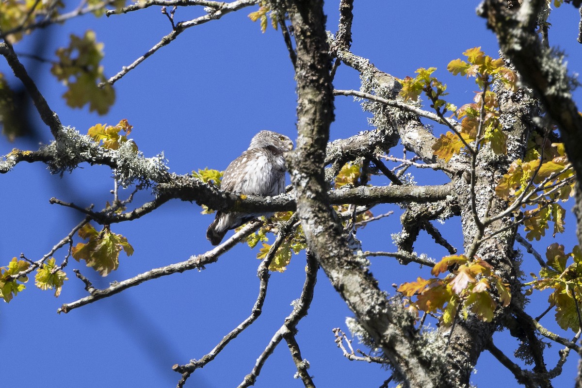 Eurasian Pygmy-Owl - Delfin Gonzalez