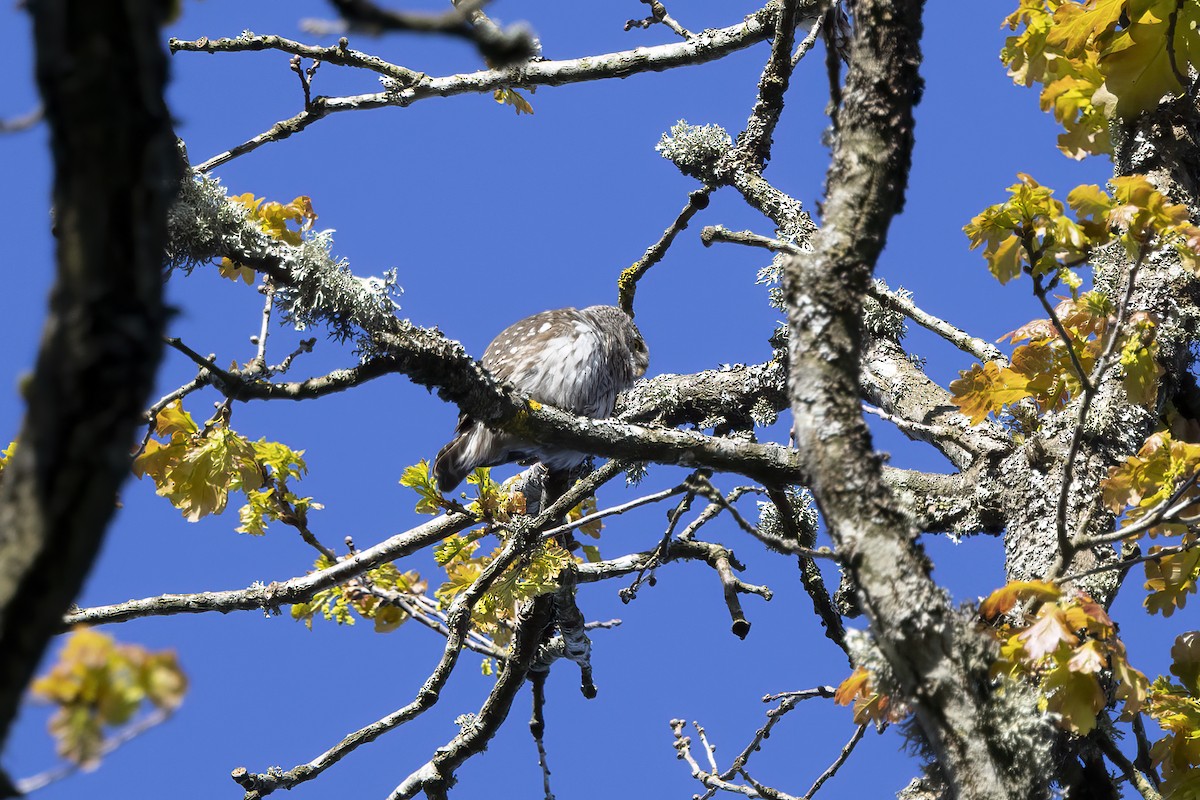 Eurasian Pygmy-Owl - Delfin Gonzalez