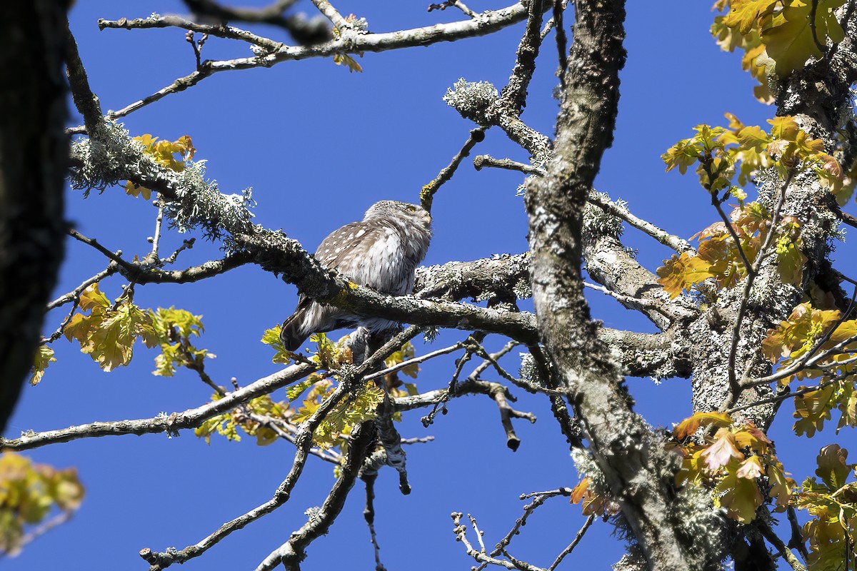 Eurasian Pygmy-Owl - Delfin Gonzalez