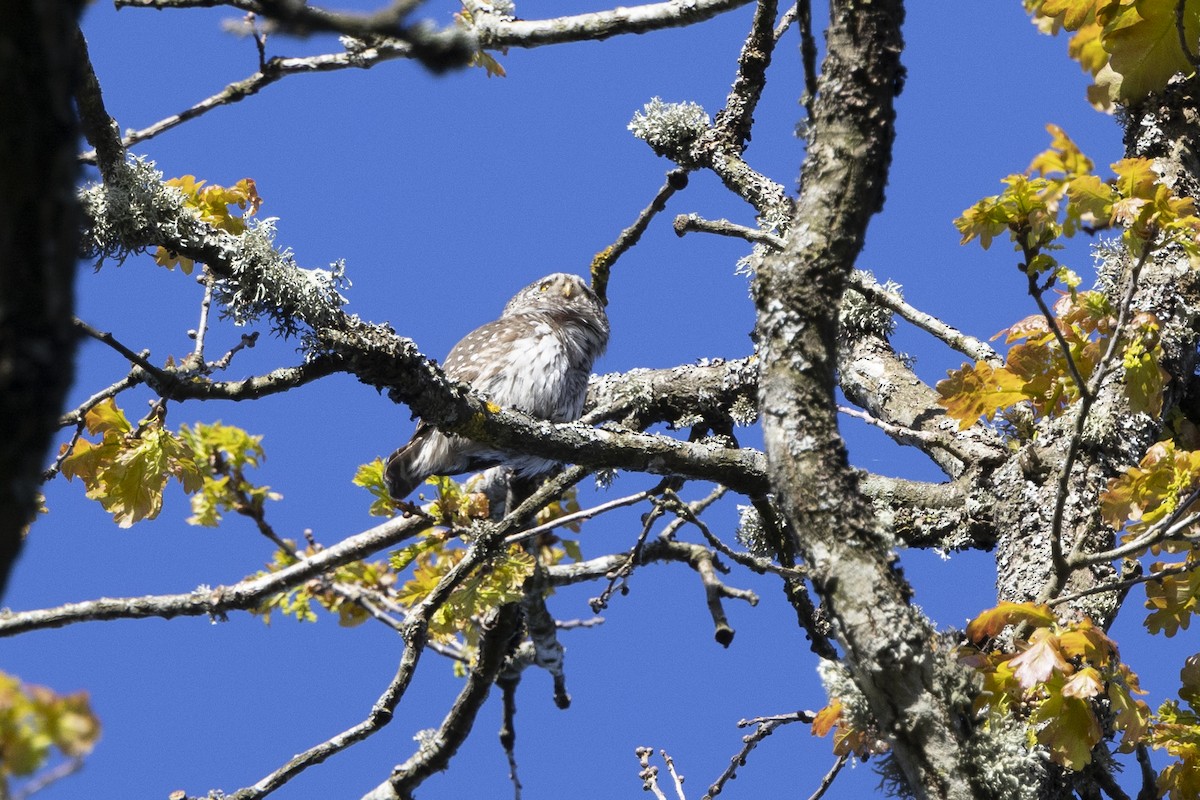 Eurasian Pygmy-Owl - Delfin Gonzalez