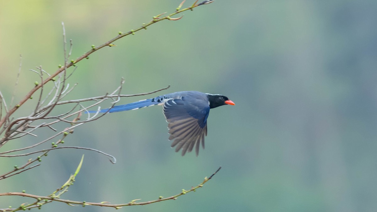 Red-billed Blue-Magpie - Jean-Louis  Carlo