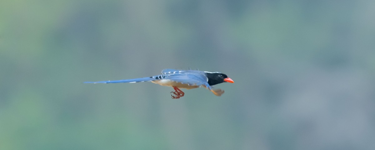Red-billed Blue-Magpie - Jean-Louis  Carlo