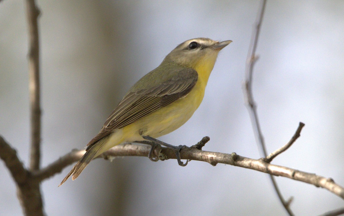 Philadelphia Vireo - Michel Marsan