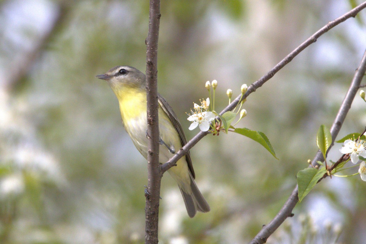 Philadelphia Vireo - Michel Marsan