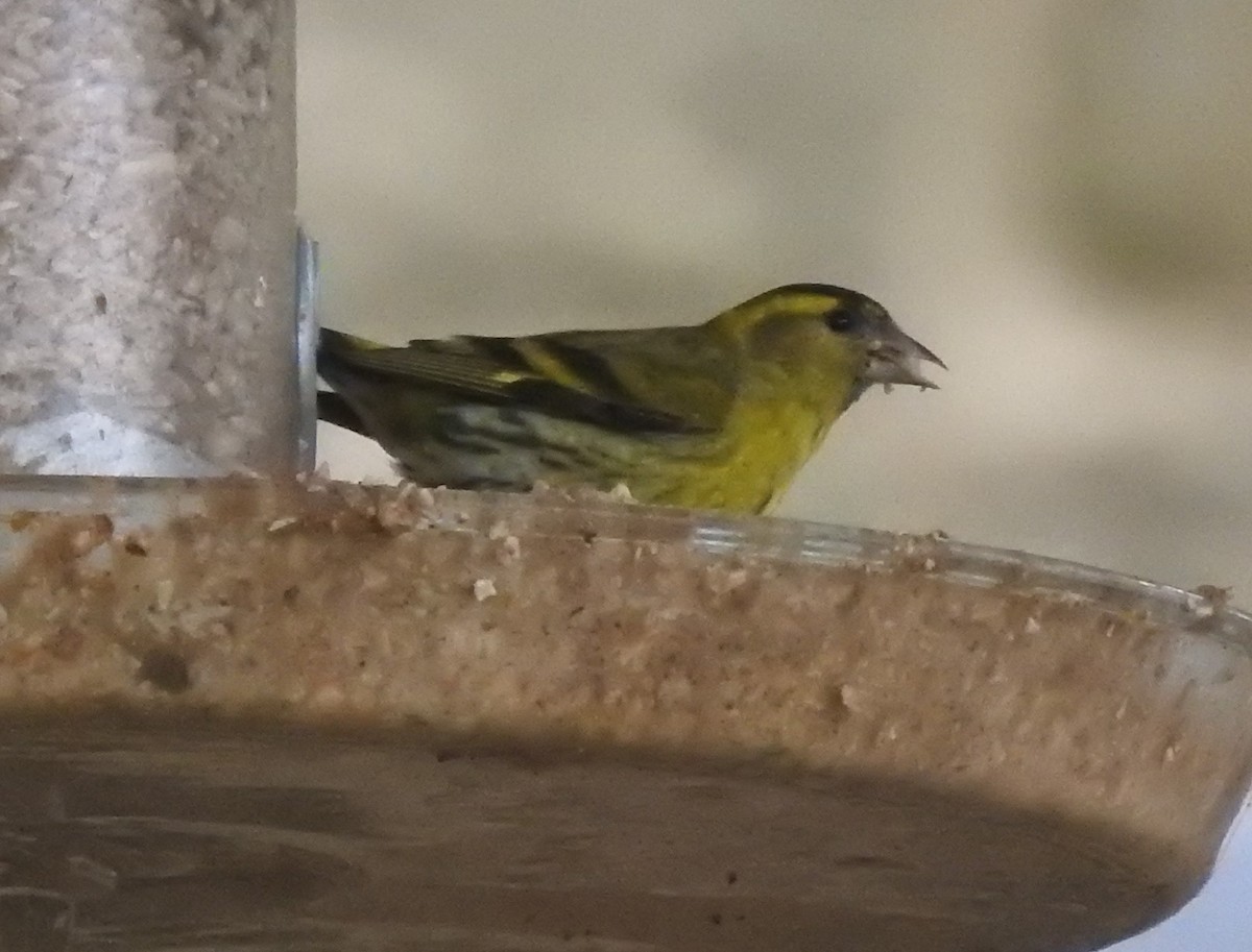 Eurasian Siskin - Bill Mulhearn