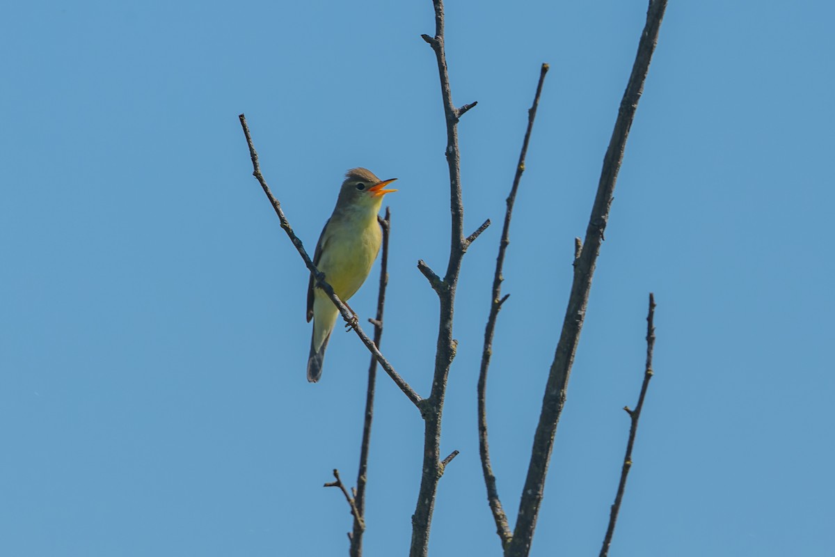 Melodious Warbler - lucien ABAH