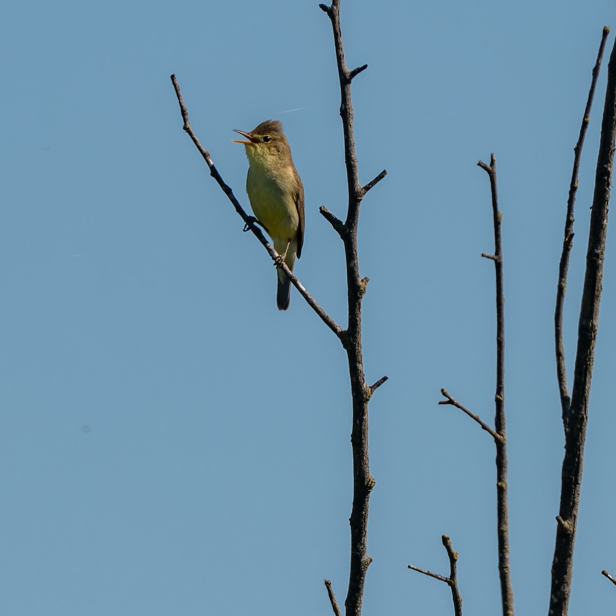 Melodious Warbler - lucien ABAH