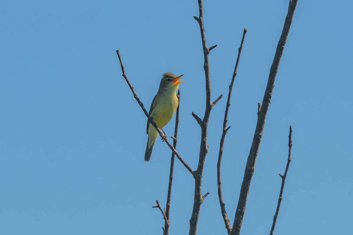 Melodious Warbler - lucien ABAH