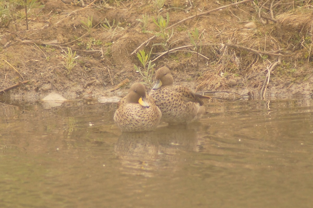 Yellow-billed Teal - Rodrigo Jorquera Gonzalez