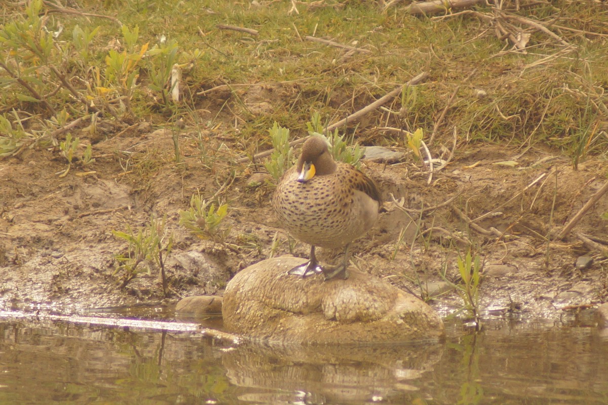 Yellow-billed Teal - Rodrigo Jorquera Gonzalez