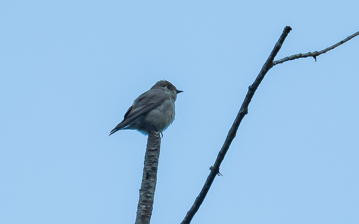 Dark-sided Flycatcher - Jean-Louis  Carlo