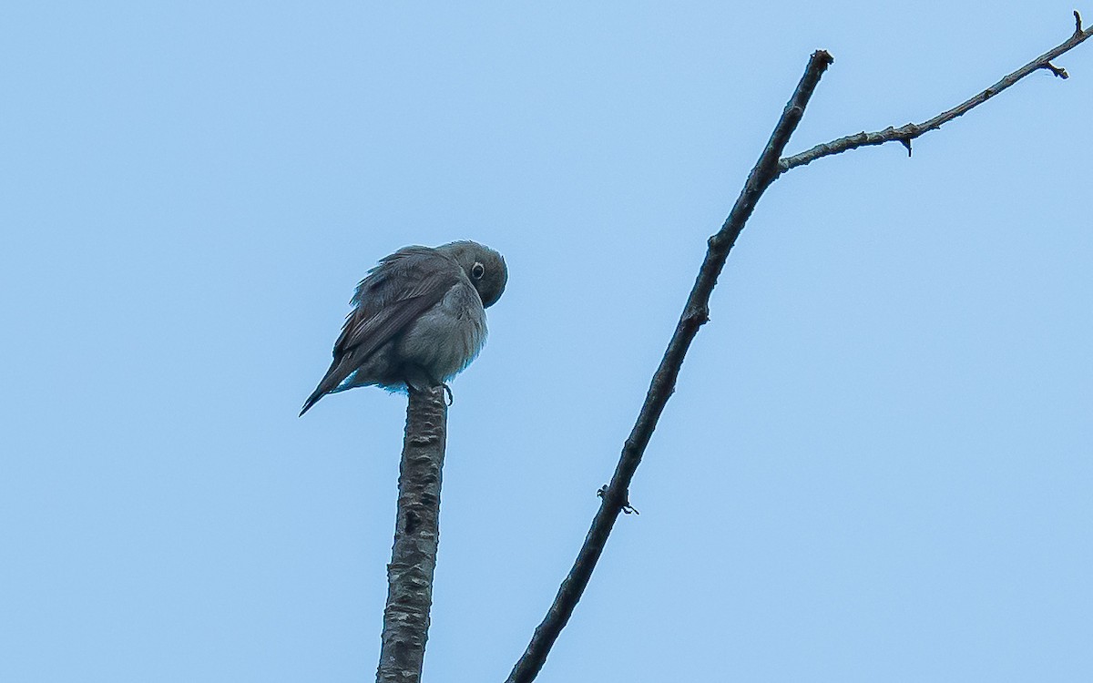 Dark-sided Flycatcher - Jean-Louis  Carlo