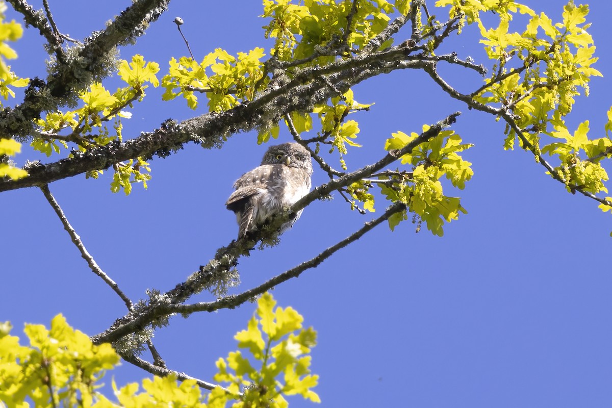 Eurasian Pygmy-Owl - Delfin Gonzalez