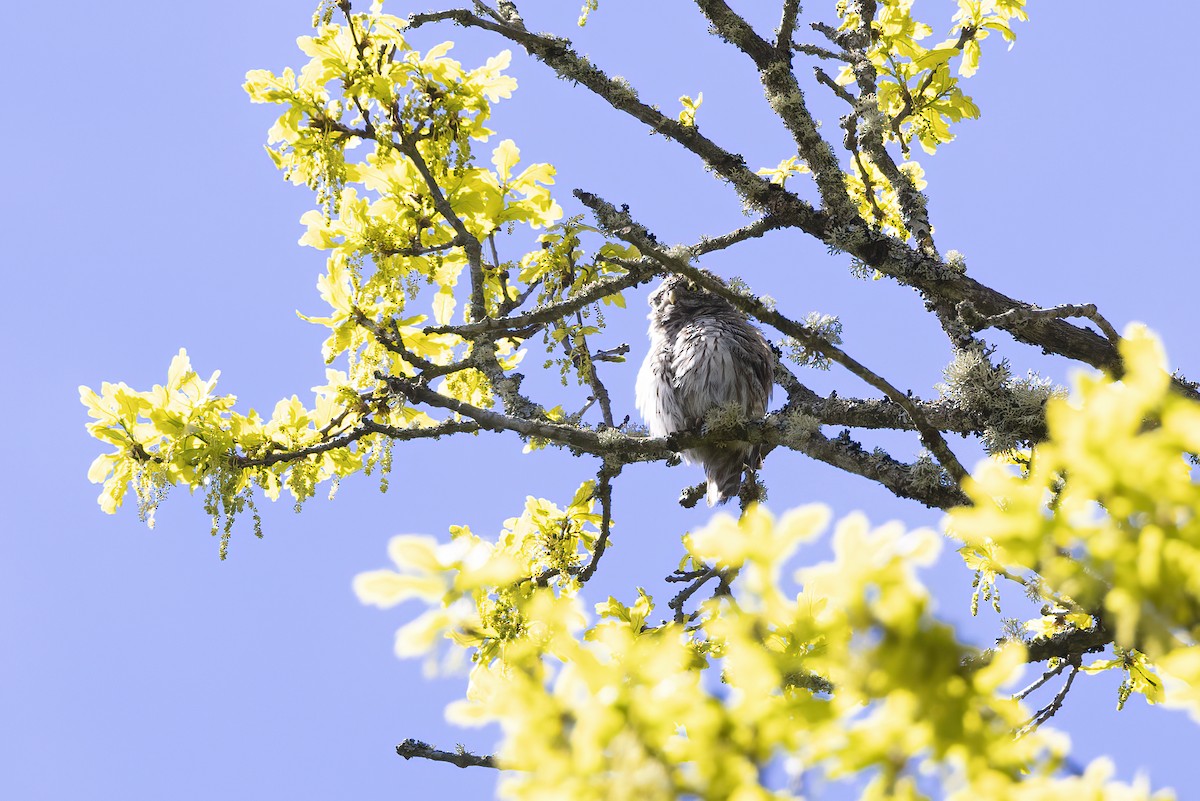 Eurasian Pygmy-Owl - Delfin Gonzalez