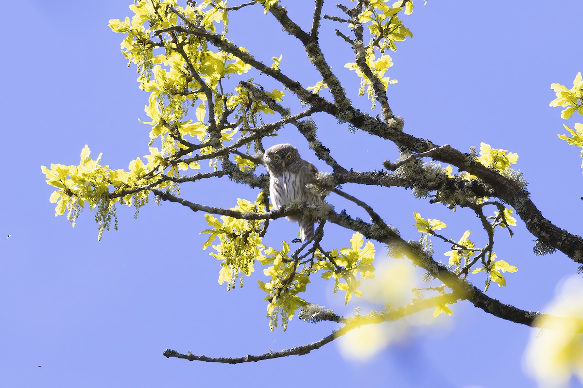 Eurasian Pygmy-Owl - Delfin Gonzalez