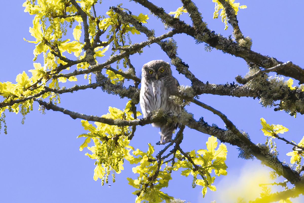 Eurasian Pygmy-Owl - Delfin Gonzalez