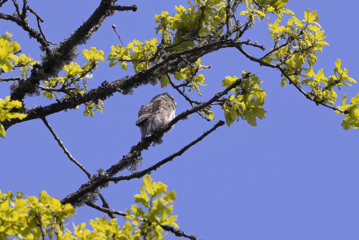 Eurasian Pygmy-Owl - Delfin Gonzalez