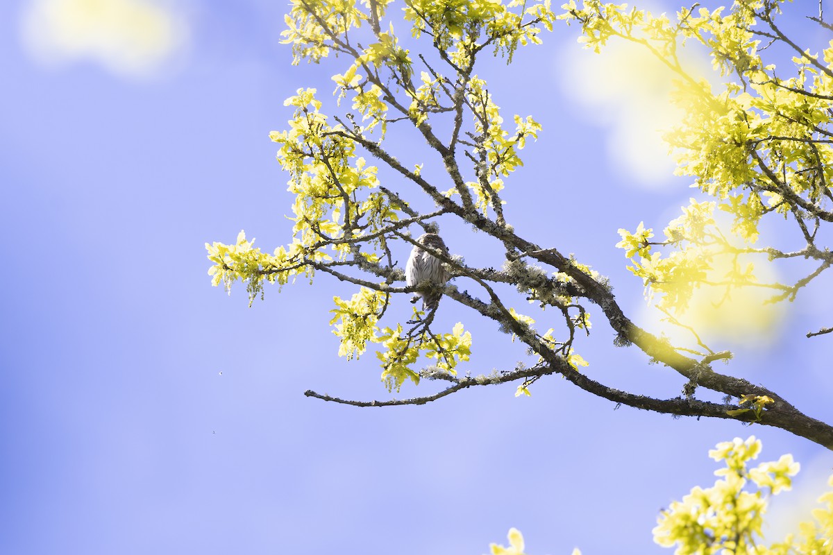 Eurasian Pygmy-Owl - Delfin Gonzalez