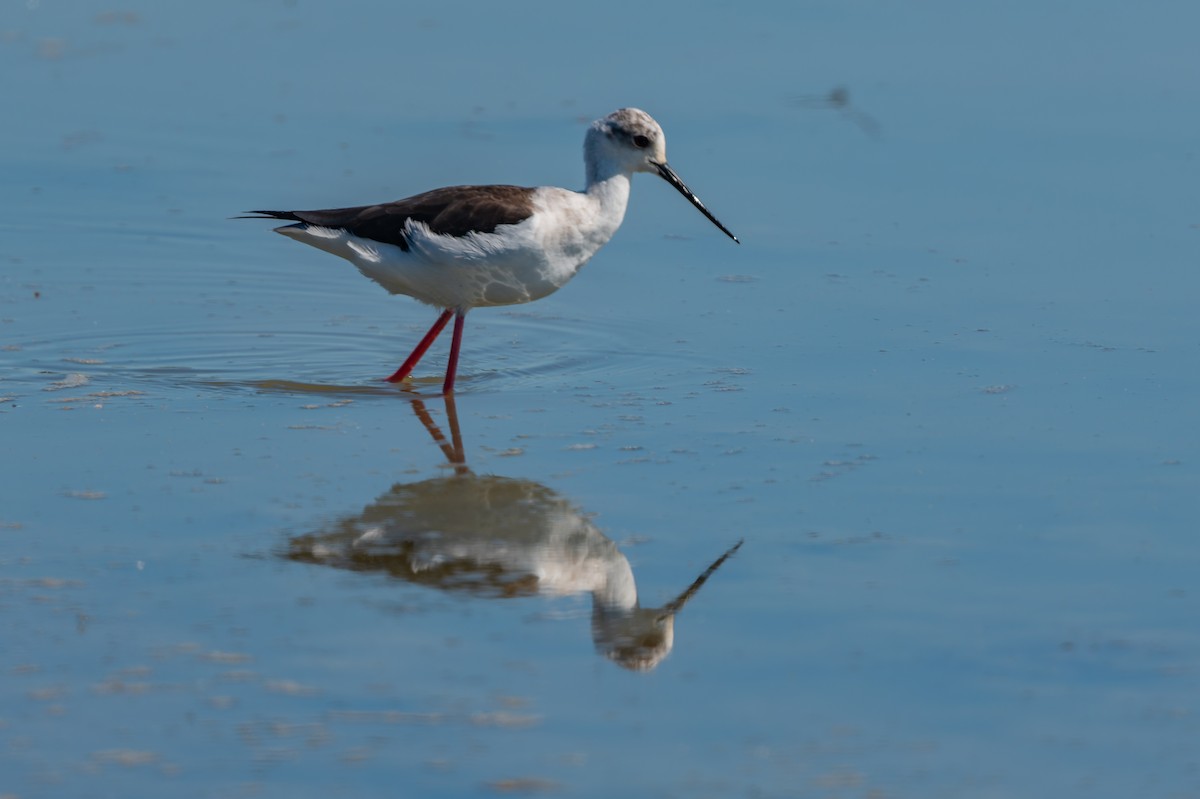 Black-winged Stilt - lucien ABAH