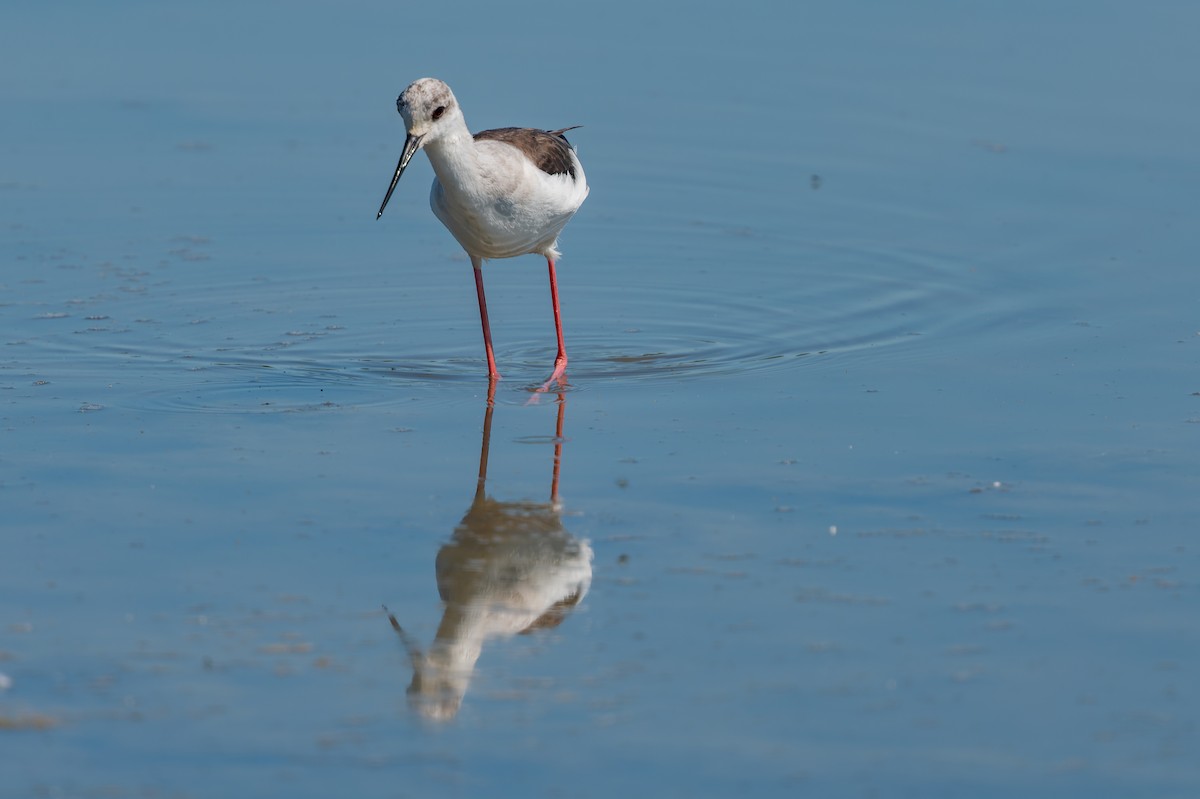 Black-winged Stilt - lucien ABAH