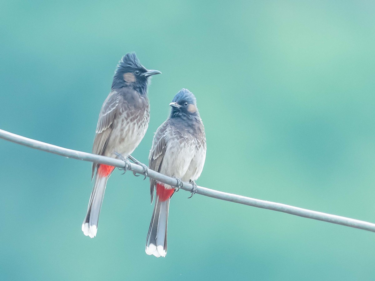 Red-vented Bulbul - Jean-Louis  Carlo