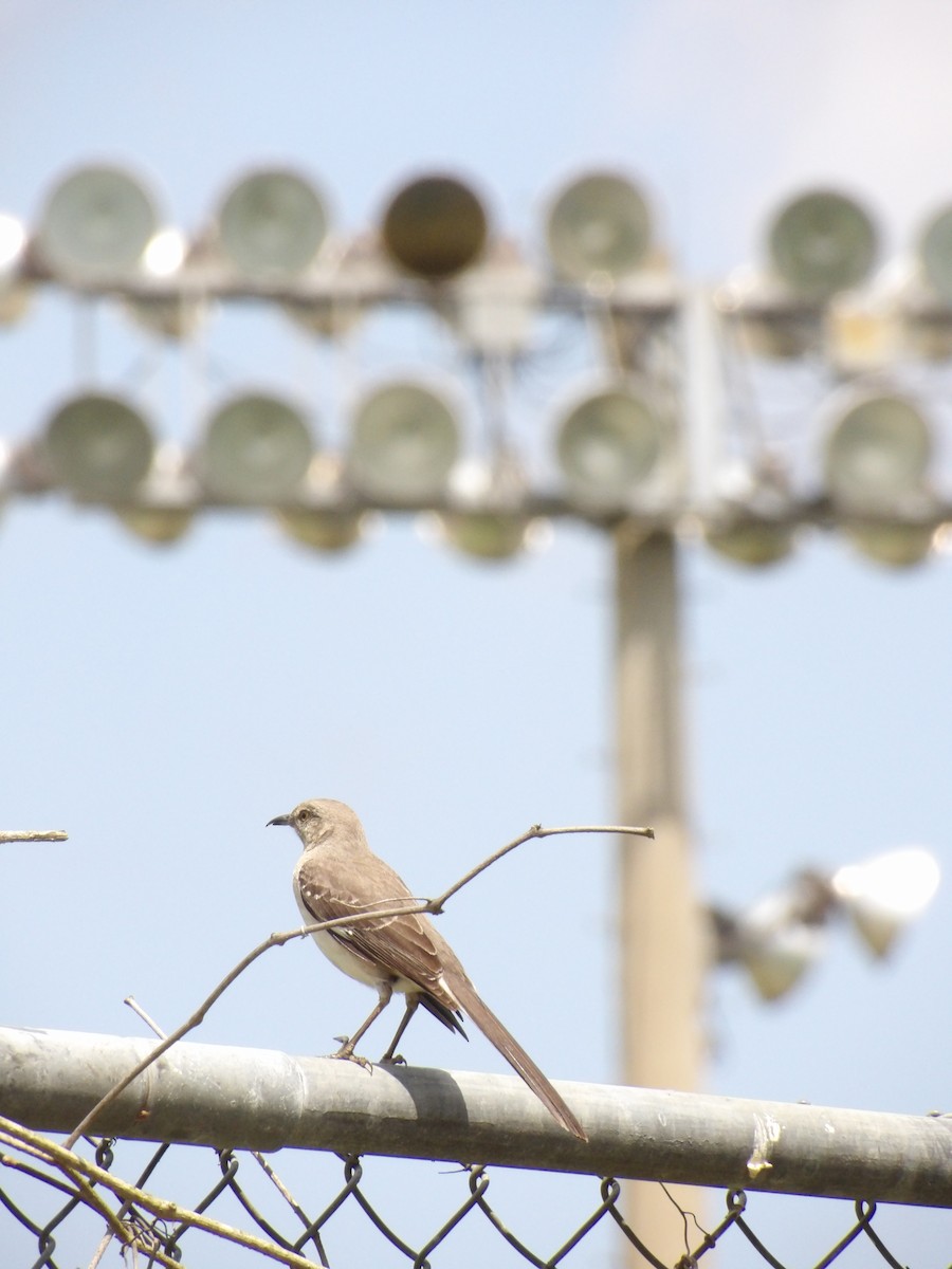 Northern Mockingbird - ML619491712