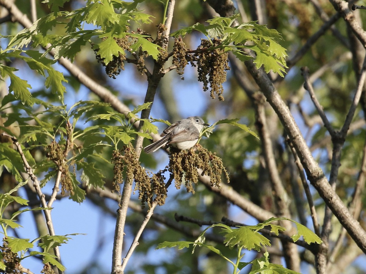 Blue-gray Gnatcatcher - Mary Backus