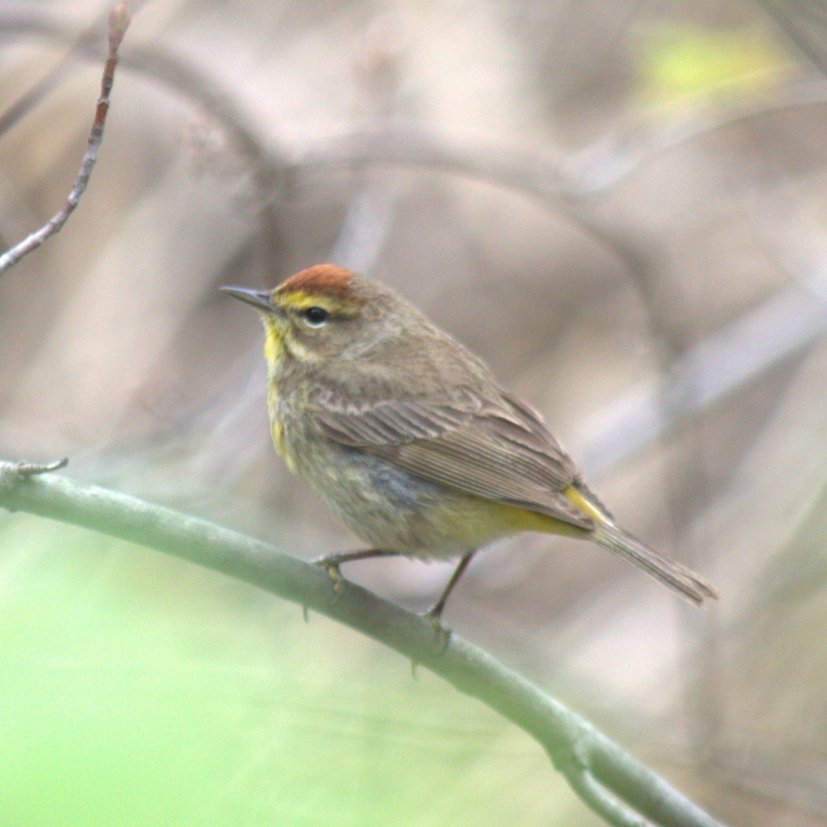 Palm Warbler - ML619491715
