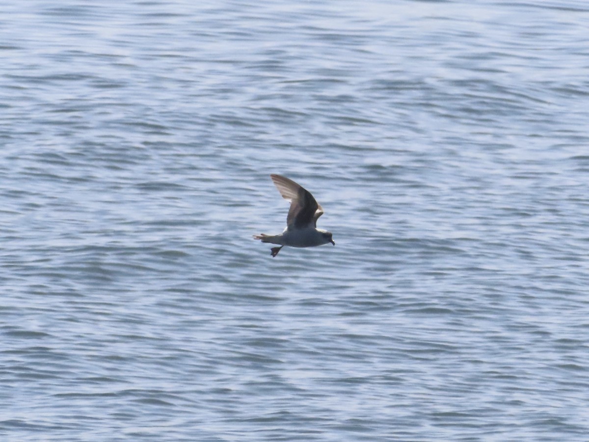 Fork-tailed Storm-Petrel - ML619491716