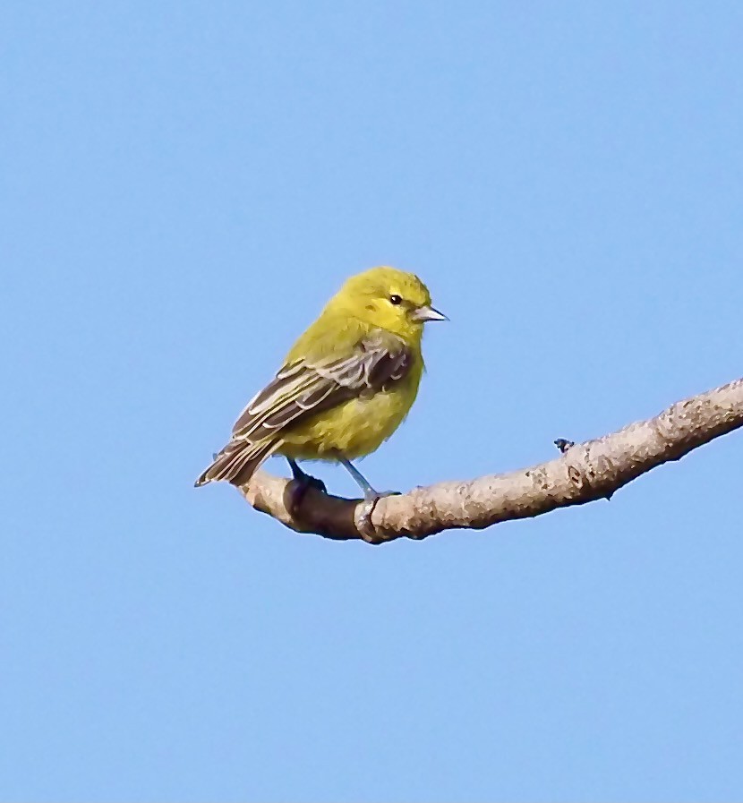 Yellow Penduline-Tit - Tony Conway