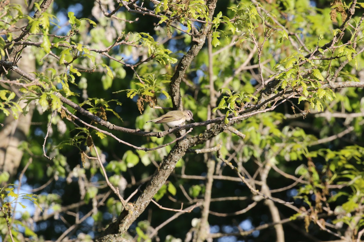 Red-eyed Vireo - Mary Backus