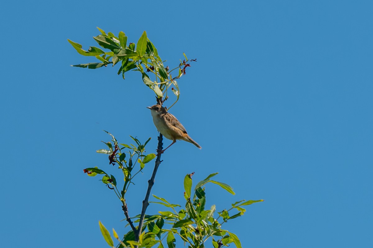 Zitting Cisticola - lucien ABAH