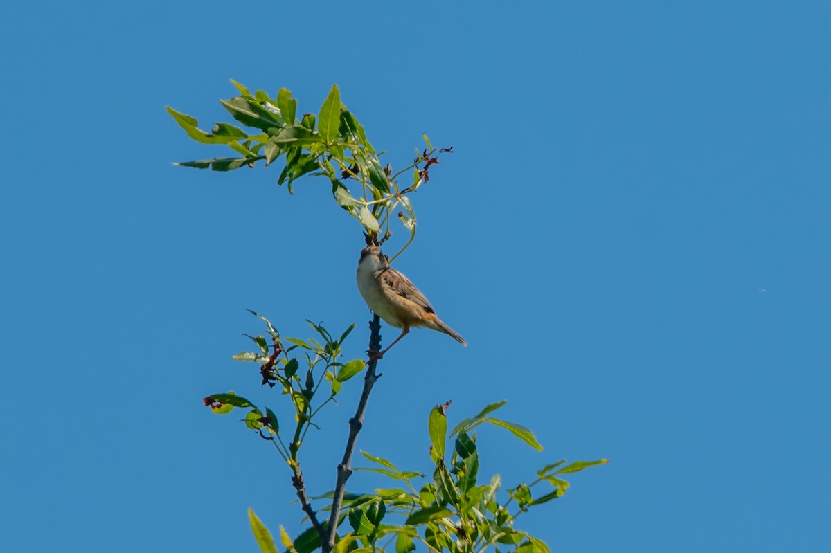 Zitting Cisticola - lucien ABAH