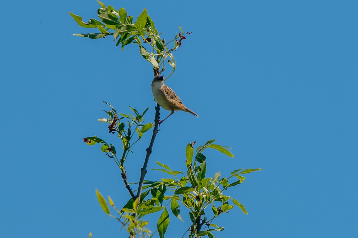 Zitting Cisticola - lucien ABAH