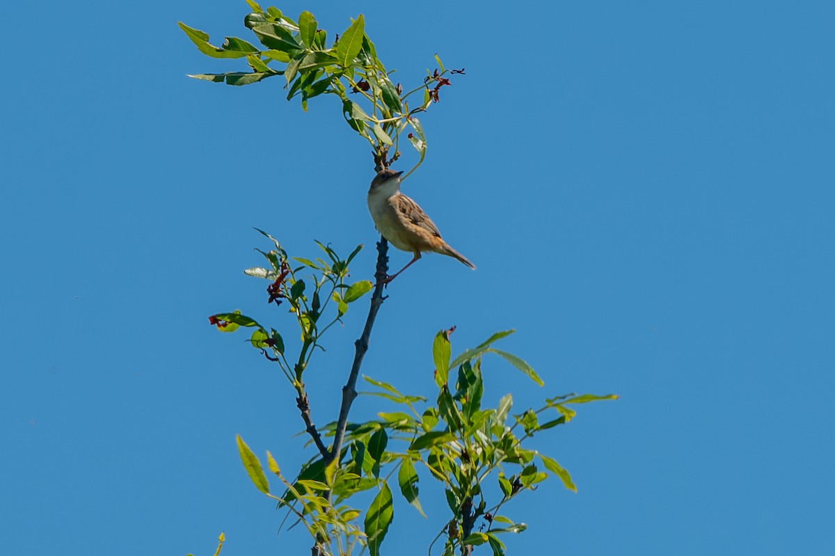 Zitting Cisticola - lucien ABAH