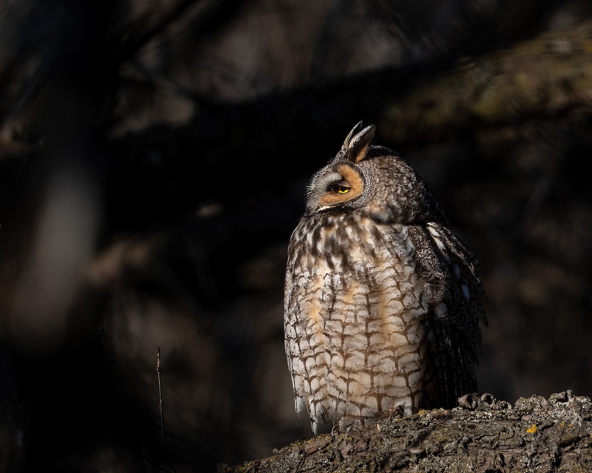 Long-eared Owl - Dorrie Holmes