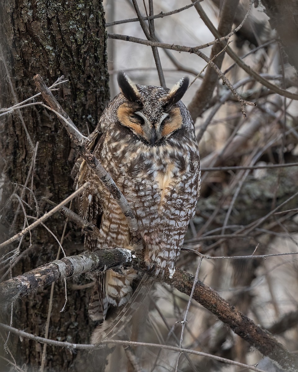 Long-eared Owl - Dorrie Holmes