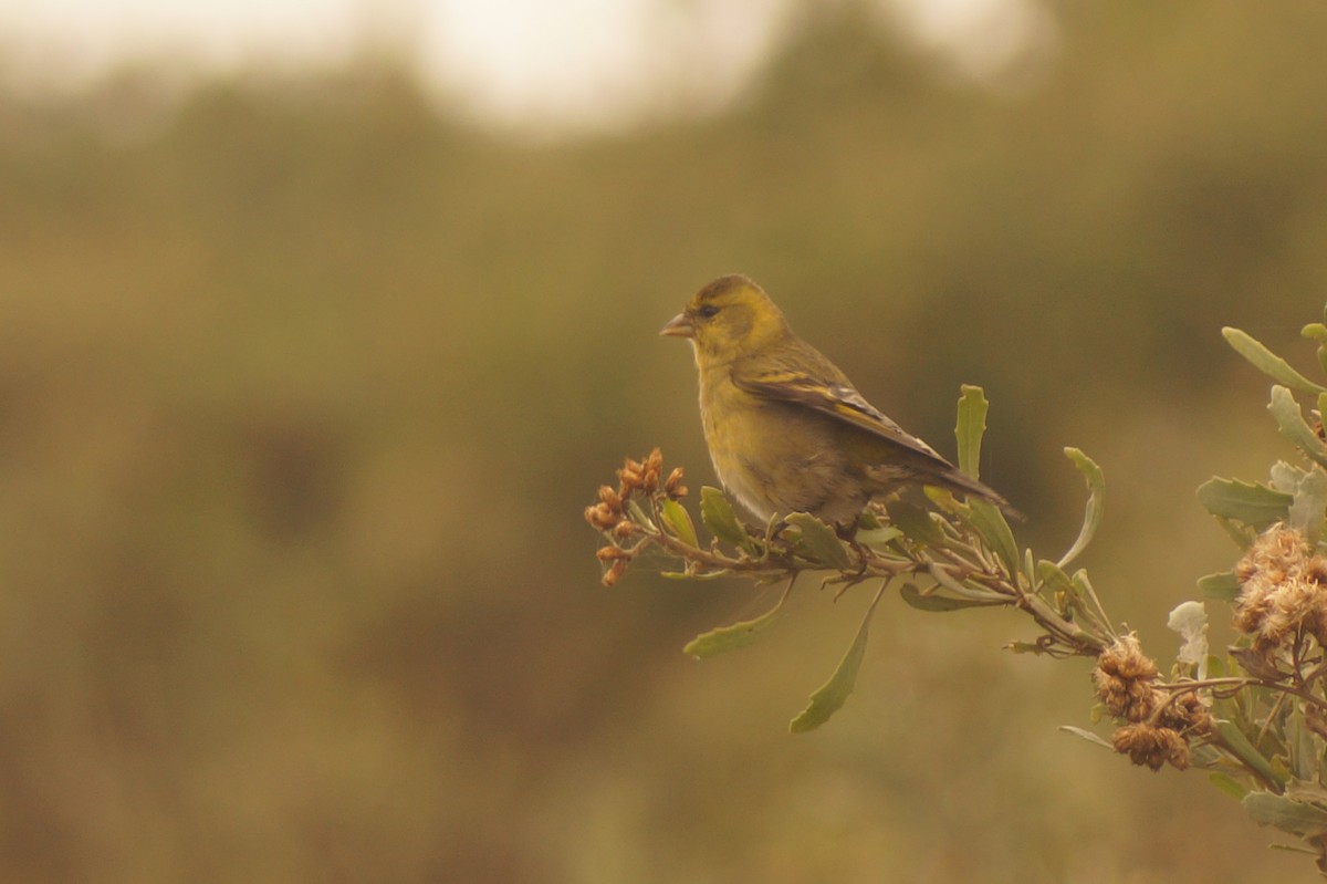 Black-chinned Siskin - Rodrigo Jorquera Gonzalez