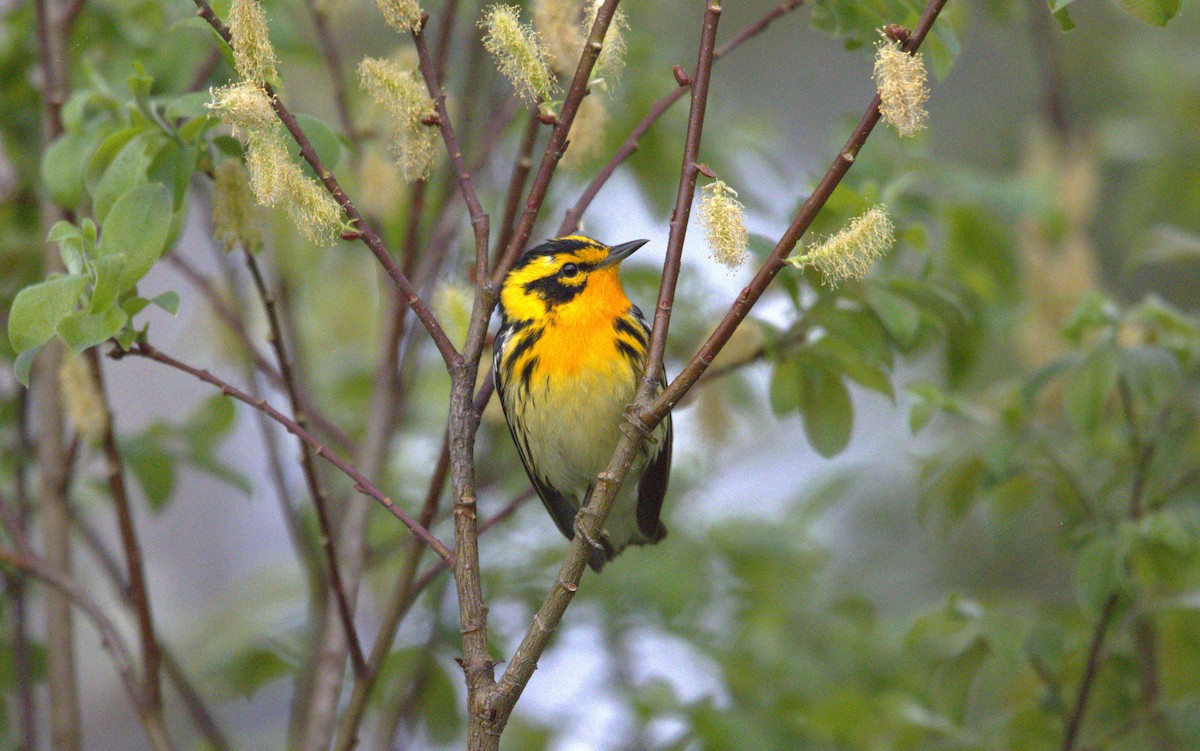 Blackburnian Warbler - Michel Marsan