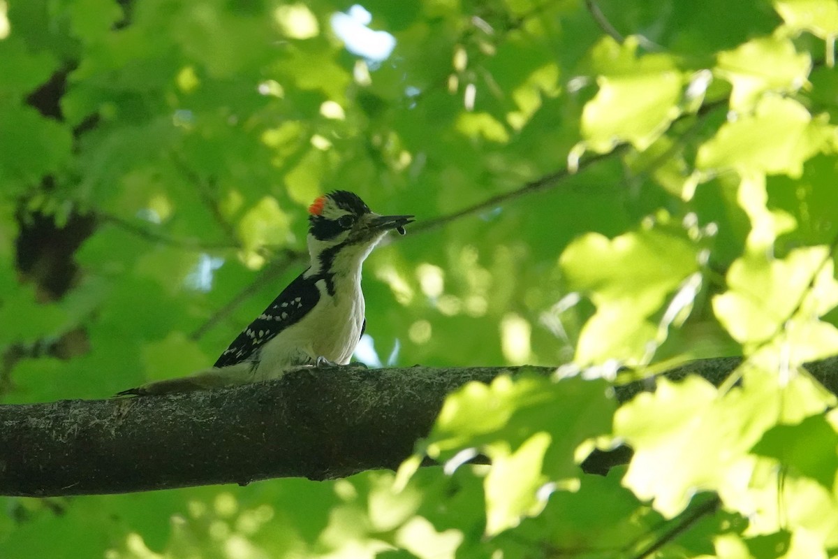 Hairy Woodpecker - Steve Hampton