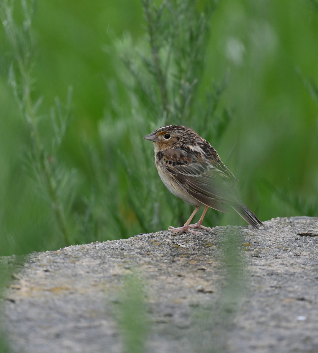 Grasshopper Sparrow - Jarrod Derr