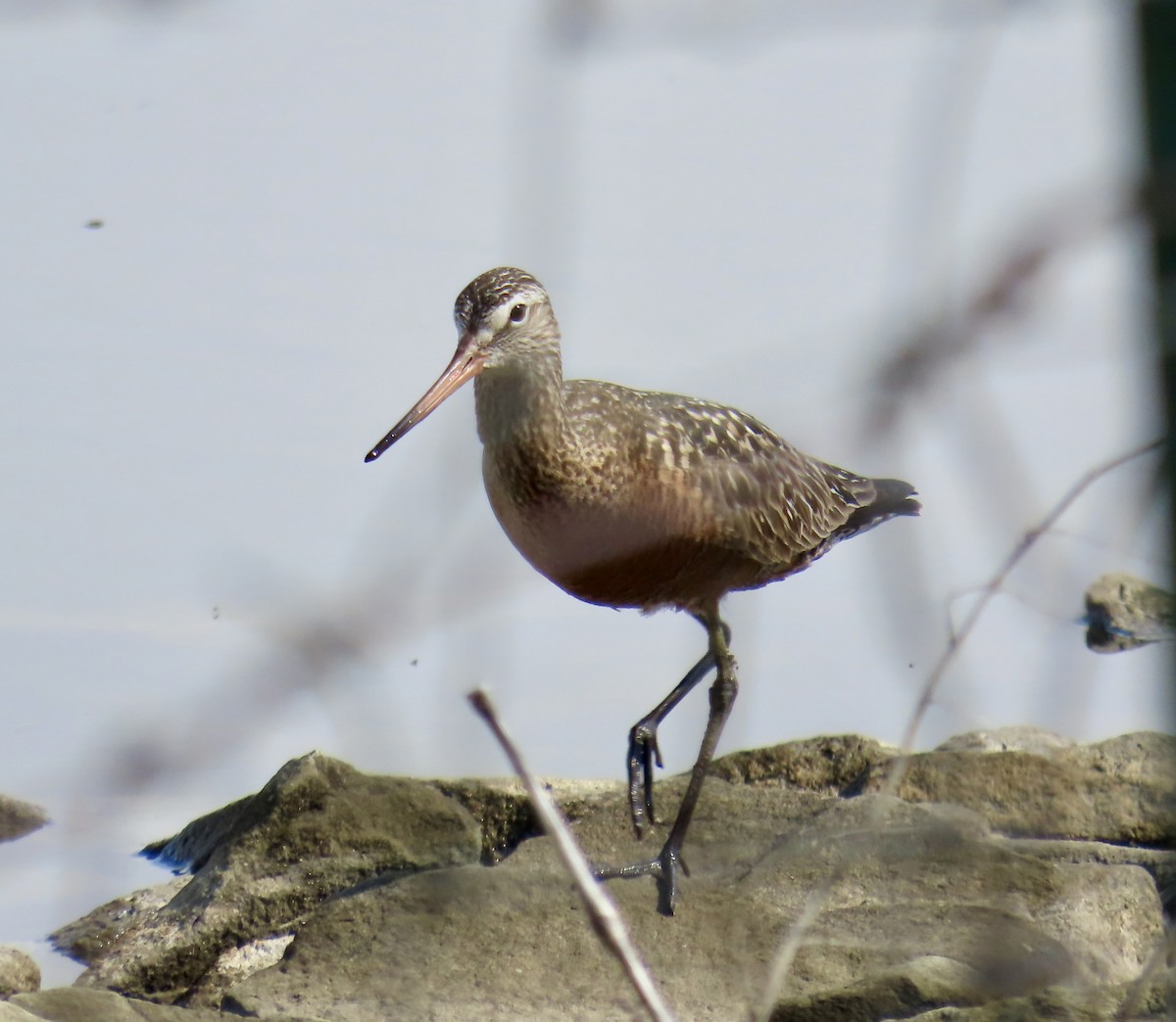 Hudsonian Godwit - Annette Lenzner