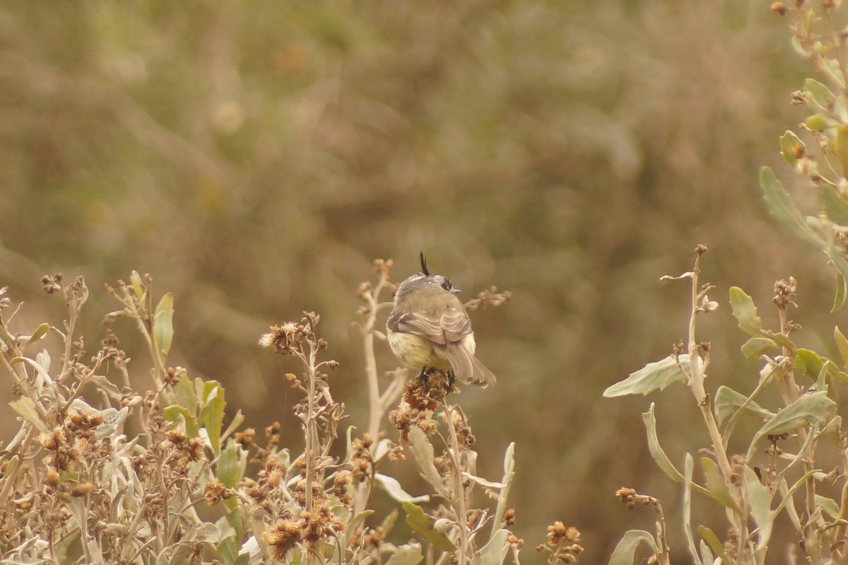 Tufted Tit-Tyrant - Rodrigo Jorquera Gonzalez