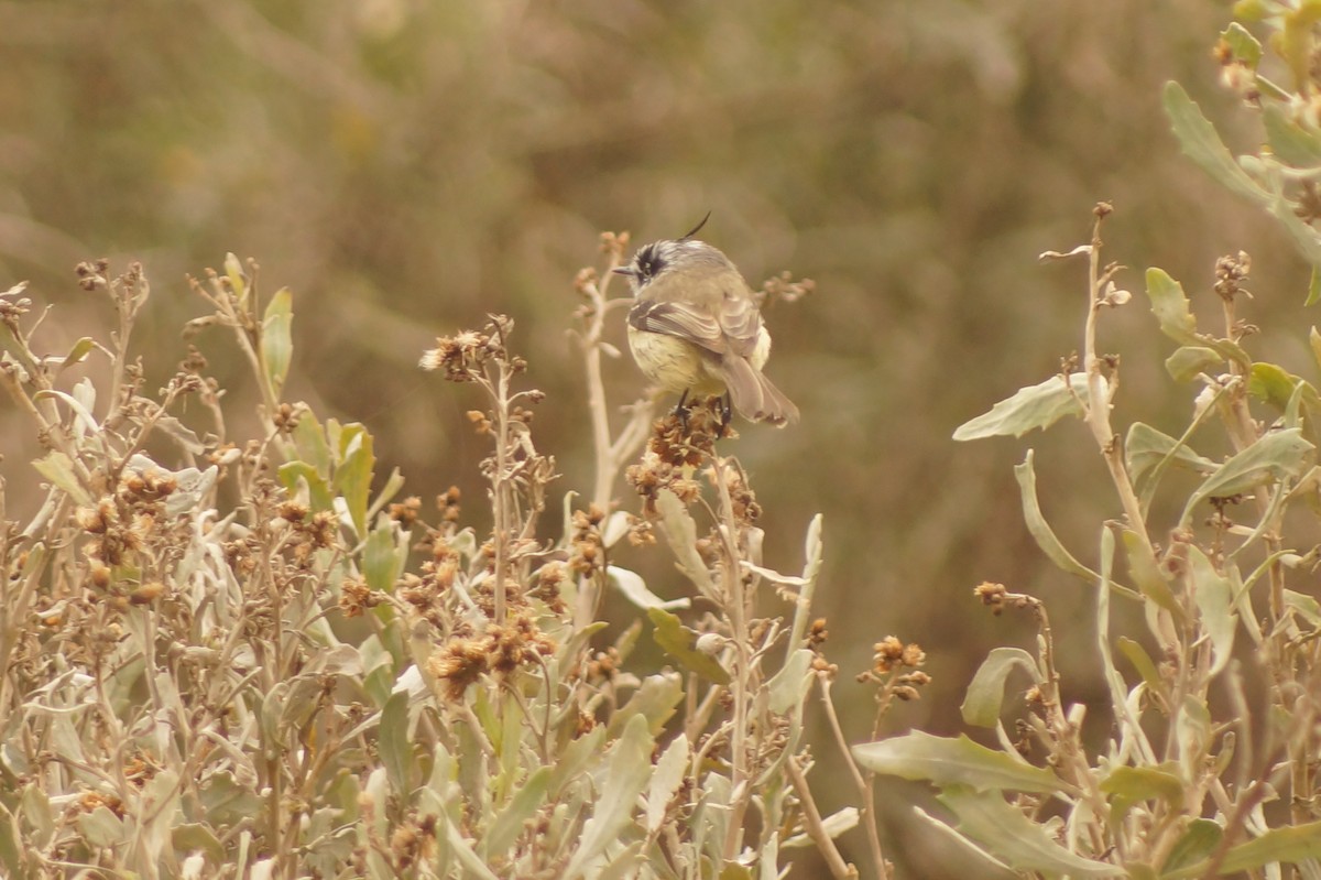 Tufted Tit-Tyrant - Rodrigo Jorquera Gonzalez