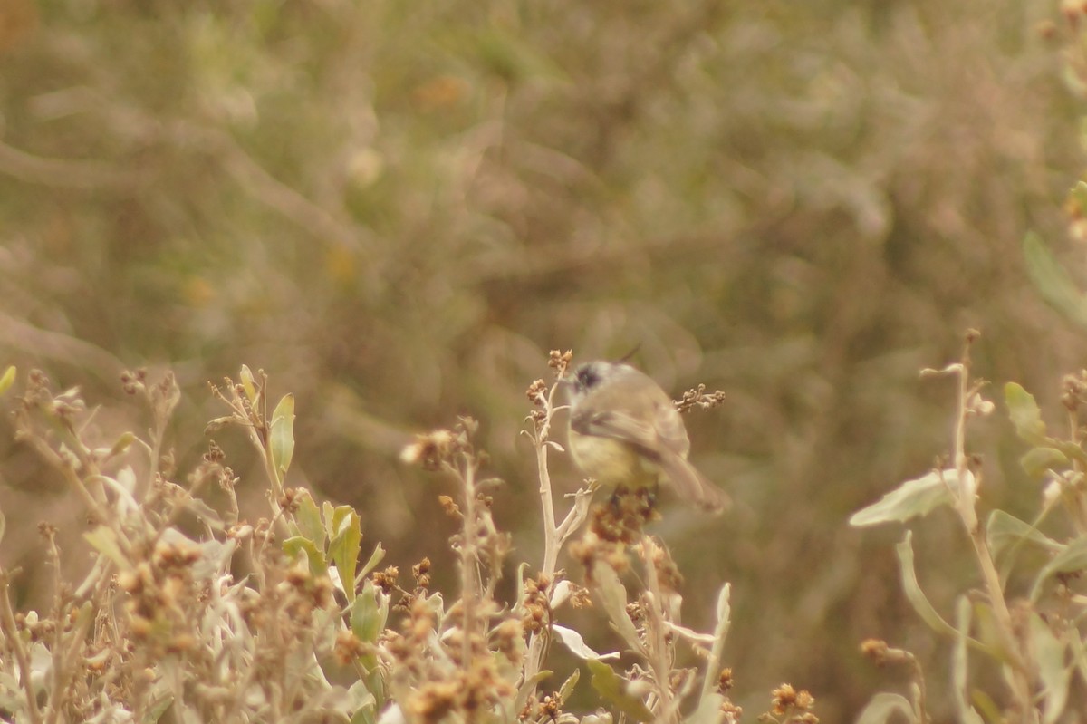 Tufted Tit-Tyrant - Rodrigo Jorquera Gonzalez