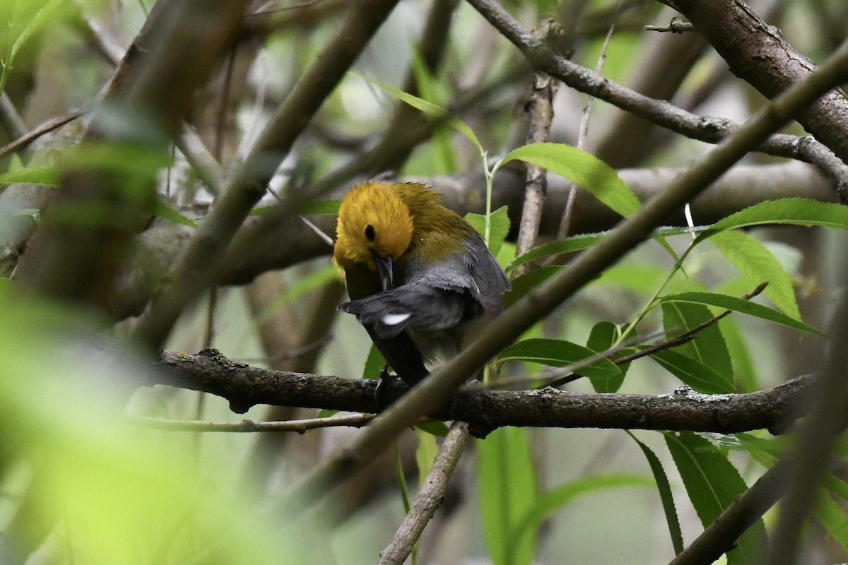 Prothonotary Warbler - Stephen Broker