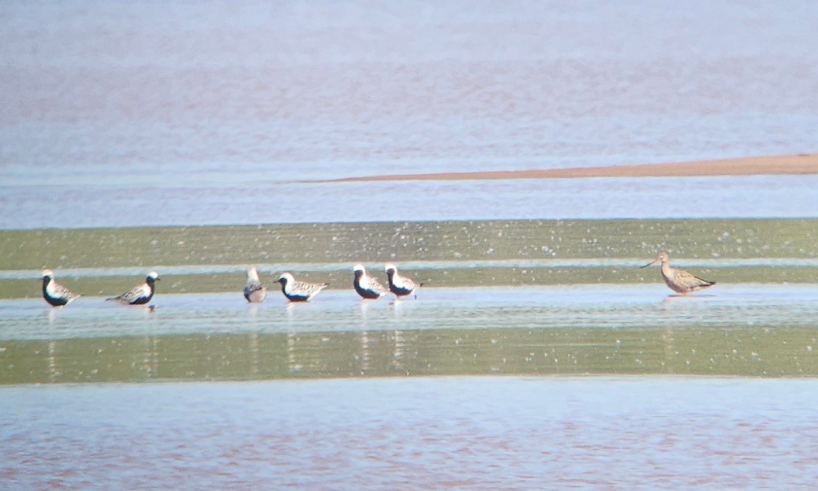 Hudsonian Godwit - Nick Anich